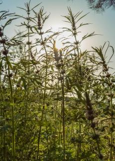 Wild grass under the sunset