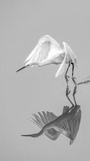 egret 6