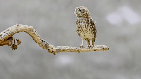 Vertical striped belly owl 2