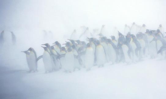 Polar Baby in a Blizzard