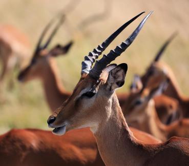 The elves of the African grasslands