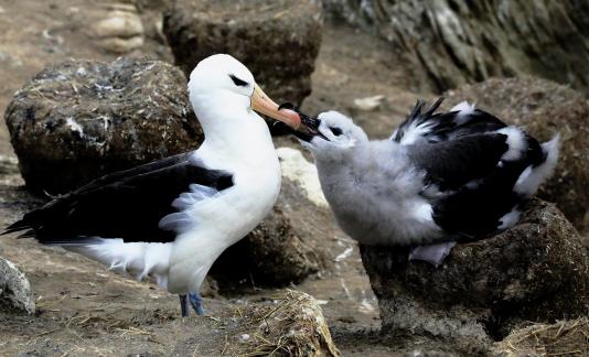 The Kiss of Polar Creatures