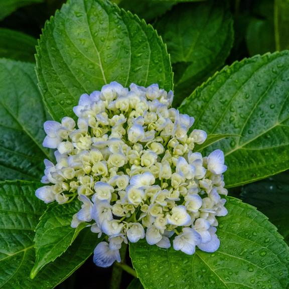 A bouquet of small flowers