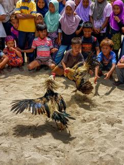 Cockfighting