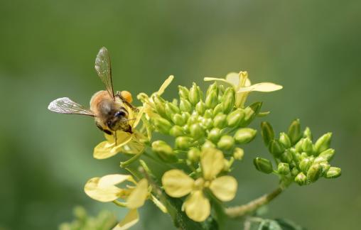 A Bee on Duty No6