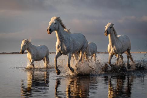 Camargue horses in gallop 24