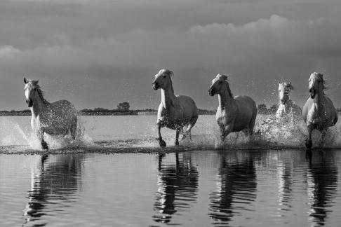 Charging Camargue horses 11