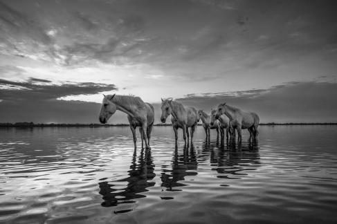 Horses in the water 5