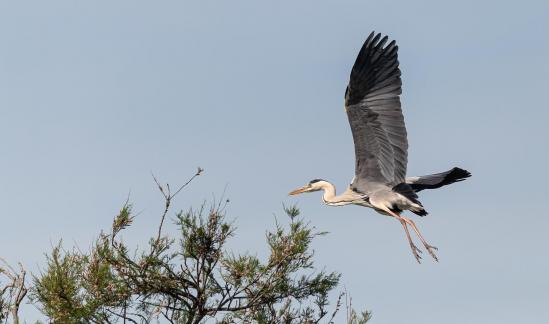 Heron landing 1