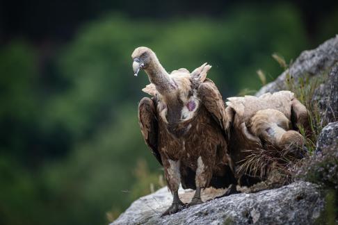 Vultures in the Pyrenees 6