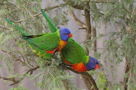 Curious lorikeets