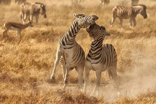 Duelling zebras