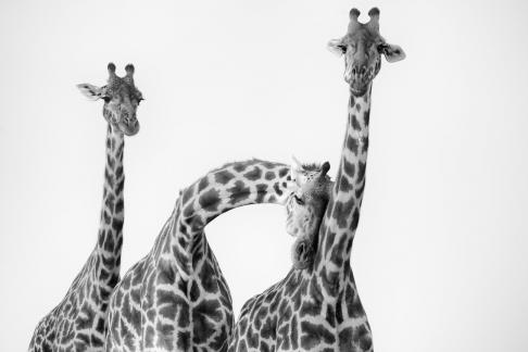 Giraffe Family