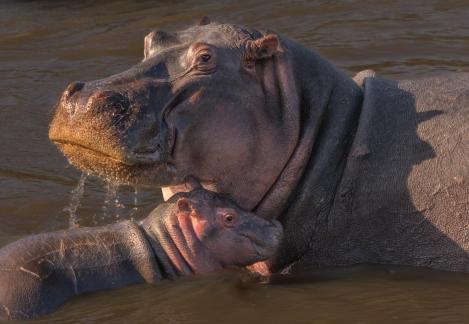 Hippopotamus Family