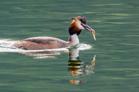 Great Crested Grebes 77