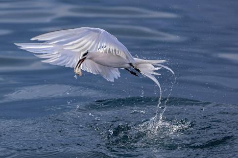 Black Naped Tern 01