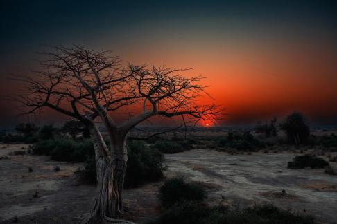 Baobab sunrise