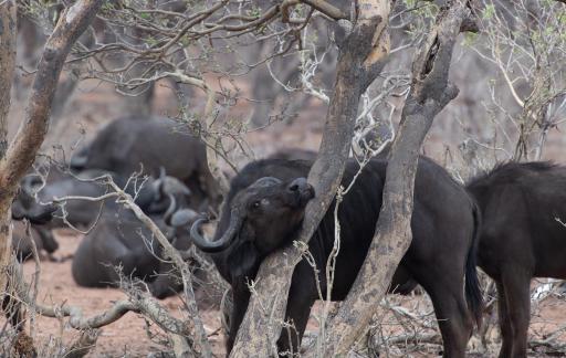 Scratching Buffalo