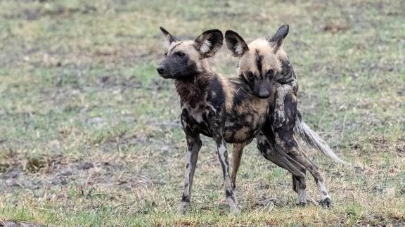 Wild Dogs mating