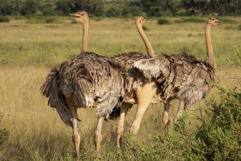 3 Samburu Ostriches