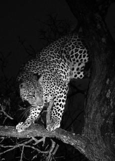 Leopard Drops Onto Limb 01