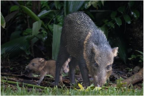 Javalina w Two Young