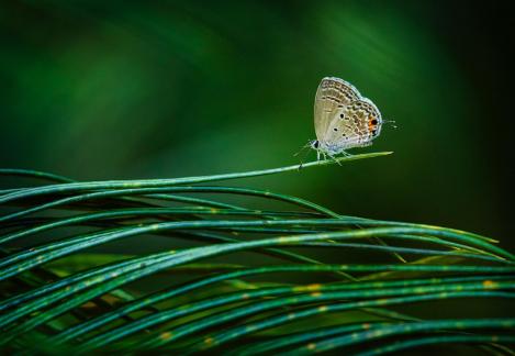 Waiting another butterfly