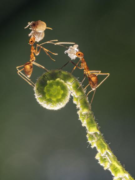 Hardworking Ant