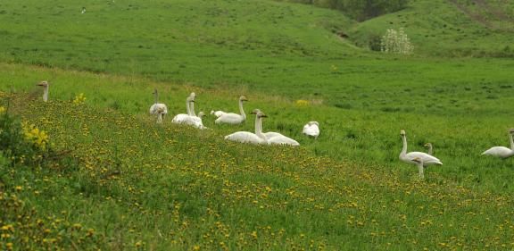 Swans on the flower meadow