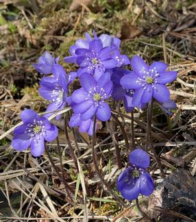 Anemone hepatica 9