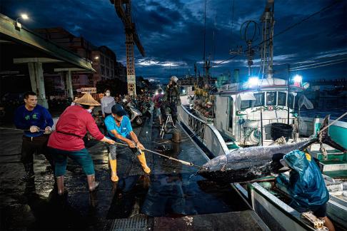 Bluefin tuna going ashore