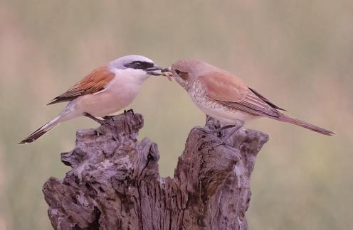 Red-backed Shrike gifting