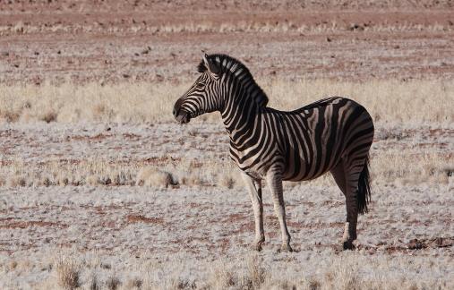 Equus quagga_2