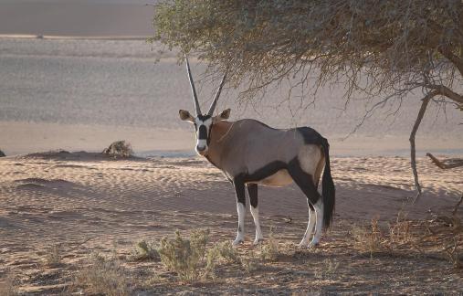 Oryx gazella_11