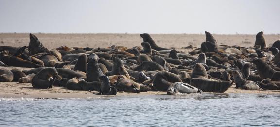 Sea lions_5