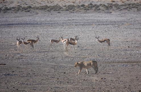 Walking in the savannah