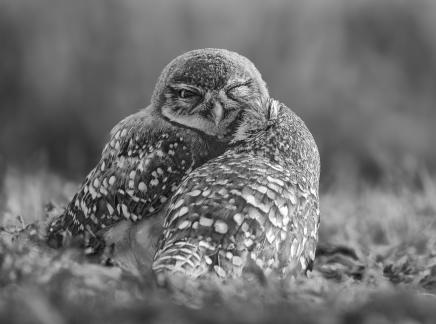 Burrowing Owl couple 25