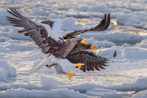 Steller eagles racing for the catch