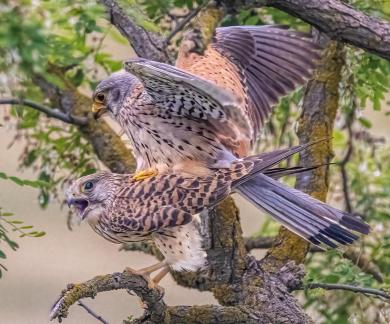 Mating peregrine falcon