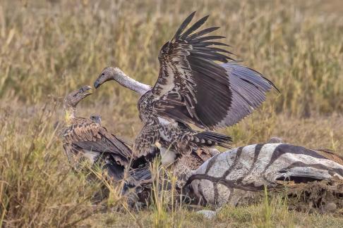 Vulture fight