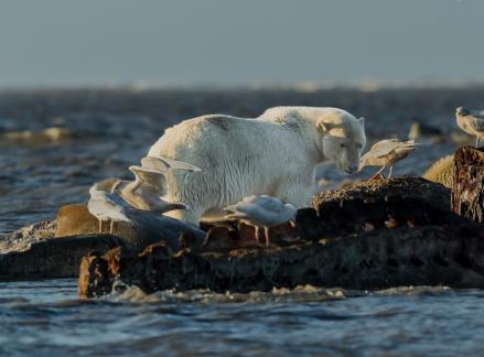 Polar Bear Feeding On Whale  106