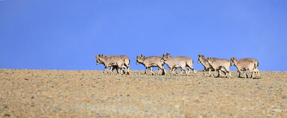 A herd of plateau wild goats