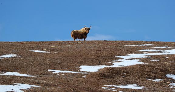 Golden buffalo