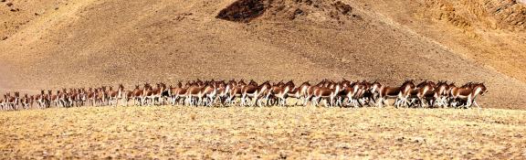 Wild Donkeys in the Tibetan Plateau