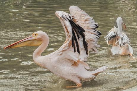 Happy Pelicans A