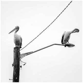 Pelicans in the morning