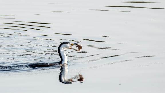 Pied Cormorant with catch