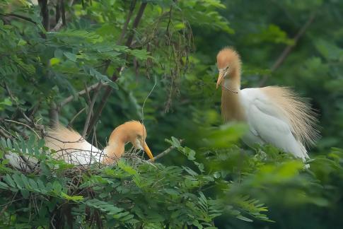 cattle egret C