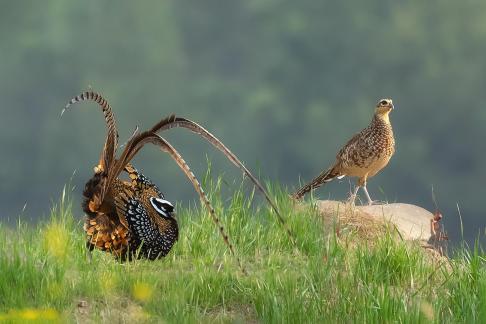 reevess pheasant A