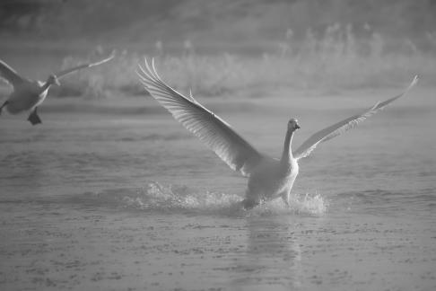 Frozen Swans C